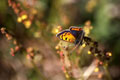 [030] nature photos