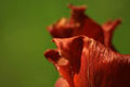 [028] nature photos