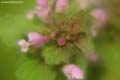 [025] nature photos